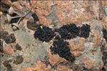 Lichinella cribellifera