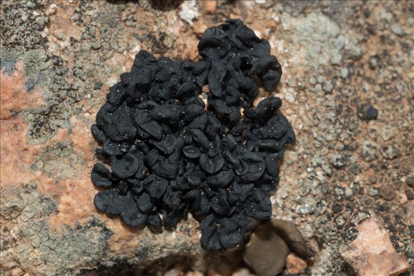 Lichinella cribellifera