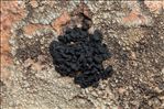 Lichinella cribellifera