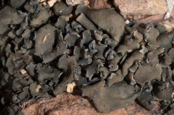 Peltula euploca