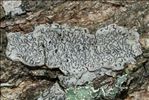 Graphis scripta