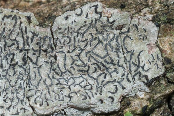 Graphis scripta