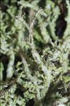 Cladonia furcata