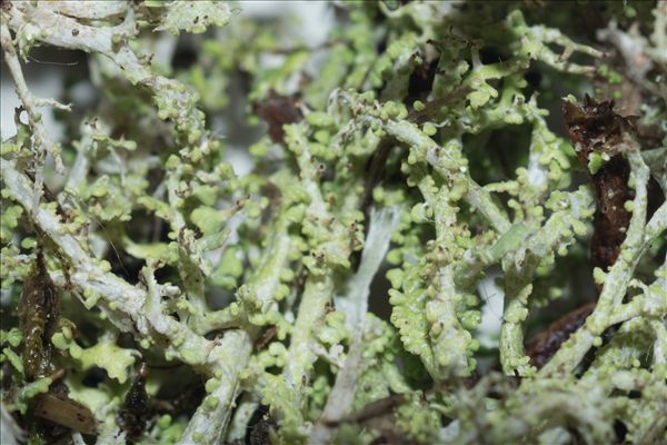 Cladonia furcata