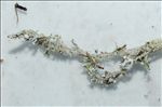 Cladonia furcata