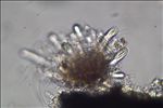 Opegrapha vulgata