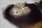 Opegrapha vulgata