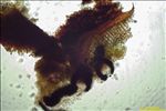 Opegrapha vulgata