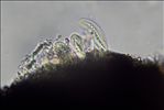 Opegrapha vulgata