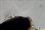 Opegrapha vulgata