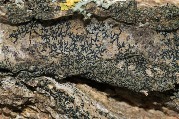 Opegrapha vulgata