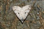 Aplocera plagiata