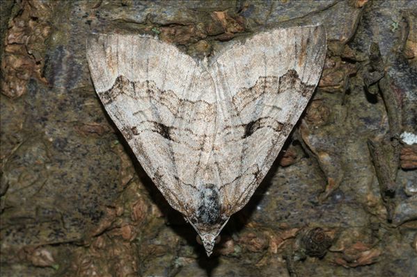 Aplocera plagiata