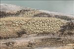 Lecanora varia