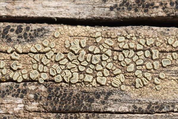 Lecanora varia