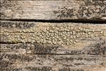 Lecanora varia