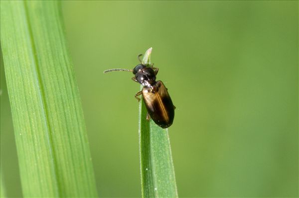 Acupalpus meridianus