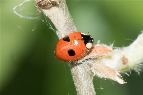 Adalia bipunctata