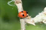 Adalia bipunctata
