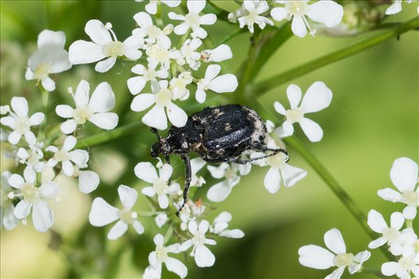 Valgus hemipterus