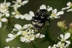 Valgus hemipterus