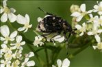 Valgus hemipterus