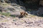 Vulpes vulpes