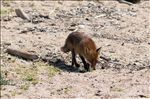 Vulpes vulpes