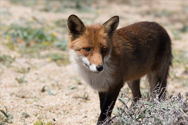 Vulpes vulpes