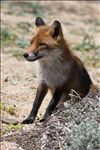 Vulpes vulpes