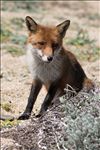 Vulpes vulpes