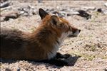 Vulpes vulpes