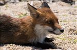 Vulpes vulpes