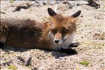 Vulpes vulpes