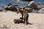 Vulpes vulpes