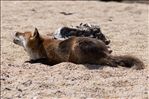 Vulpes vulpes