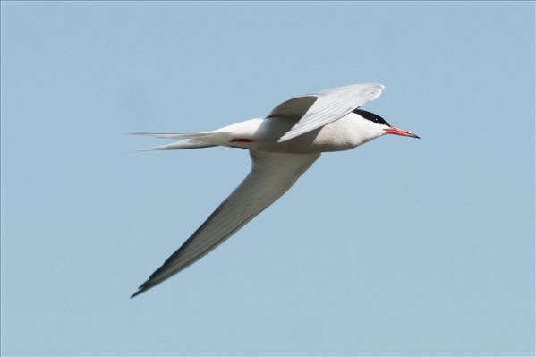 Sterna hirundo