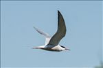 Sterna hirundo