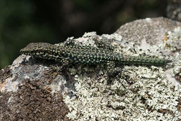 Podarcis tiliguerta