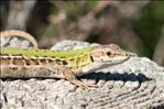 Podarcis siculus