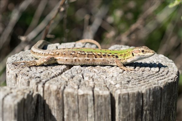Podarcis siculus