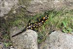 Salamandra corsica