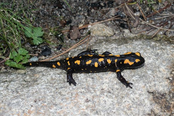 Salamandra corsica