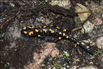 Salamandra corsica