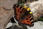 Aglais urticae