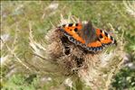 Aglais urticae