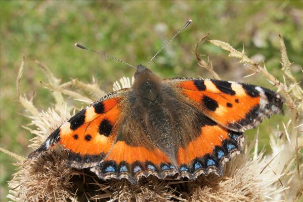 Aglais urticae