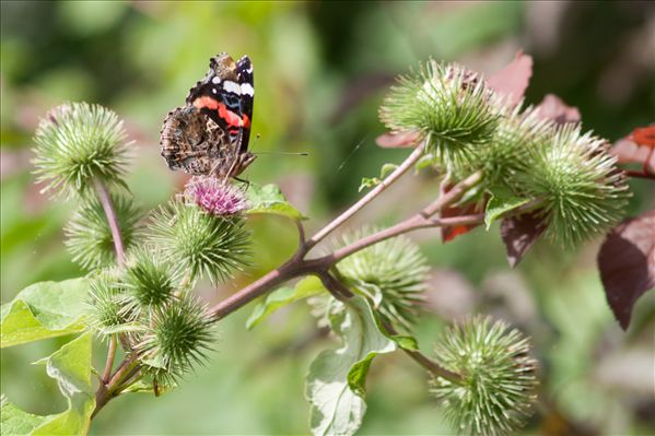 Vanessa atalanta