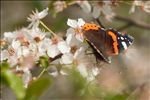 Vanessa atalanta