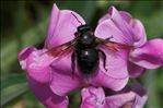 Xylocopa violacea